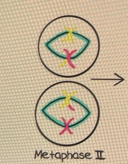 <ul><li><p>ordnen sich die Chromosomen wieder in der Äquatorialebene an.</p></li></ul>