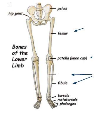 <p>What bone is this?</p>