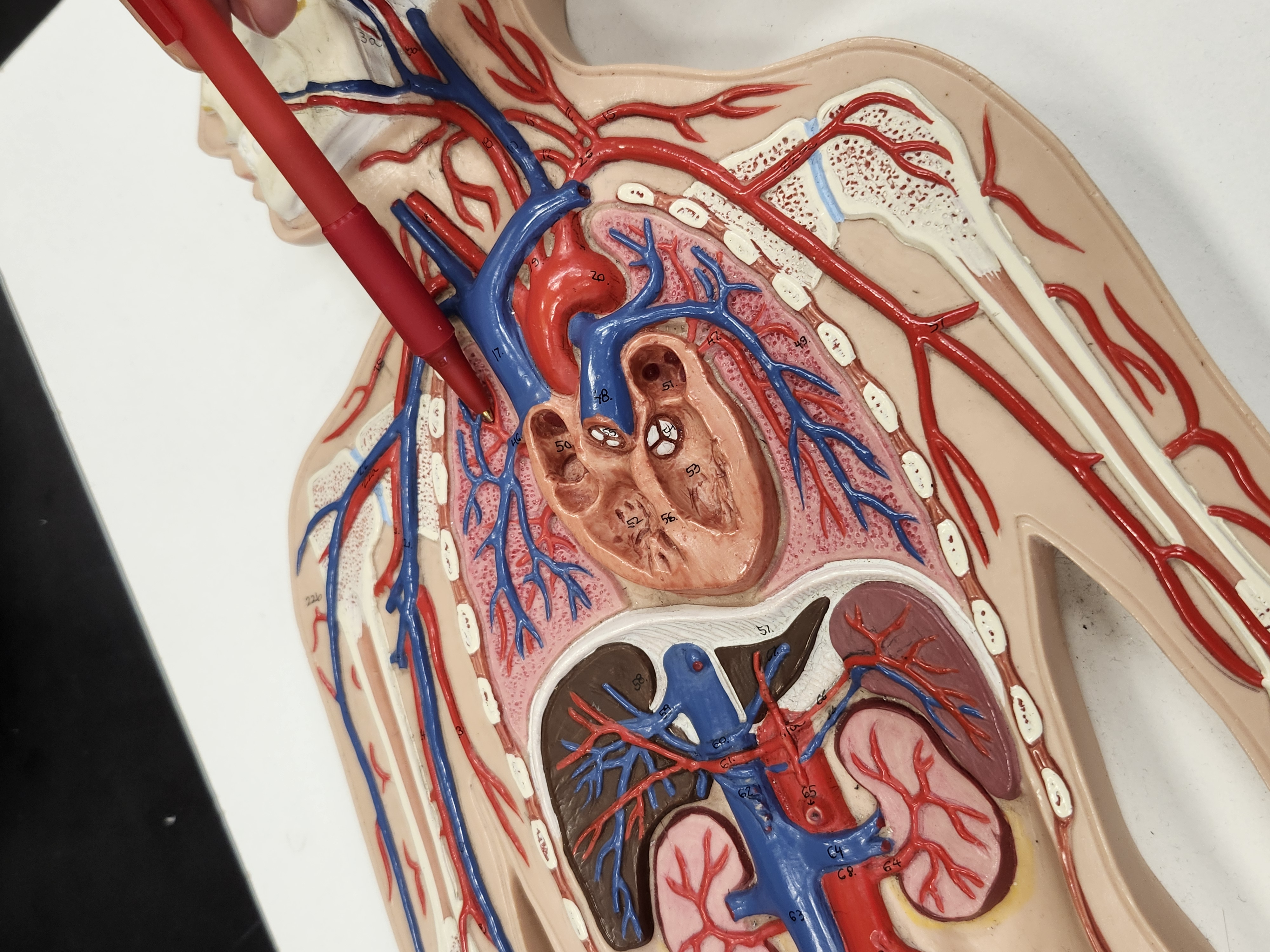 knowt flashcard image