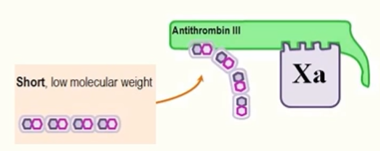 <ul><li><p>e.g: dalteparin</p></li><li><p>primarily inactivates FXa</p></li><li><p>heparin-activated antithrombin III binds FXa directly via the open active site and inactivates FXa</p></li><li><p>preferred to UFH in pts (except in severe renal failure)</p><ul><li><p>because LMW heparin has a more predictable response</p></li><li><p>more favourable side effects profile</p></li><li><p>doesn’t need routine plasma monitoring or dose adjustments</p></li></ul></li></ul><p></p>