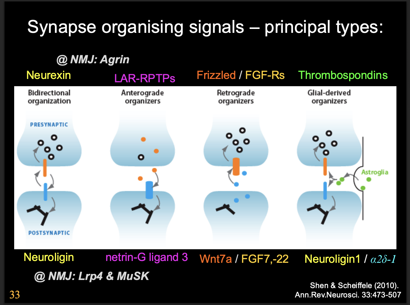 <ol><li><p>Bidirectional organisation</p></li><li><p>Anterograde organizers</p></li><li><p>Retrograde organizers</p></li><li><p>Glial-derived organizers</p></li></ol><p></p>