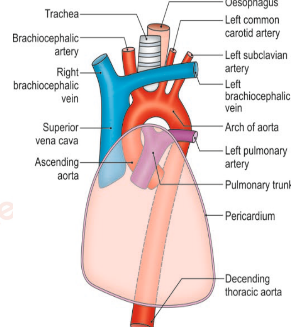 <p>Trachea and oesphagus</p><p>Muscles</p><p>arteries</p><p>Veins</p><p>Nerves</p><p>Thymus</p><p>Thoracic duct</p><p>Lymph nodes</p>