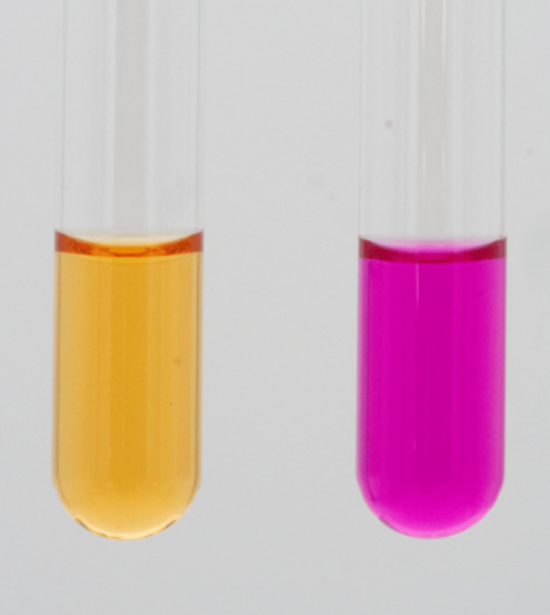 <p>the right urea broth tube is a positive reaction, indicating alkaline pH conditions</p>