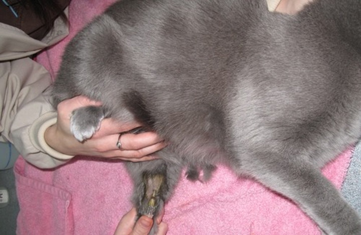 <p>The cat in this picture is having an IV catheter placed into which vein?</p>