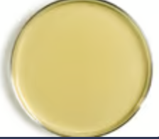 <p>extract of gelatinous red algal cell wall polysaccharides; used as a culture medium in microbiology</p>