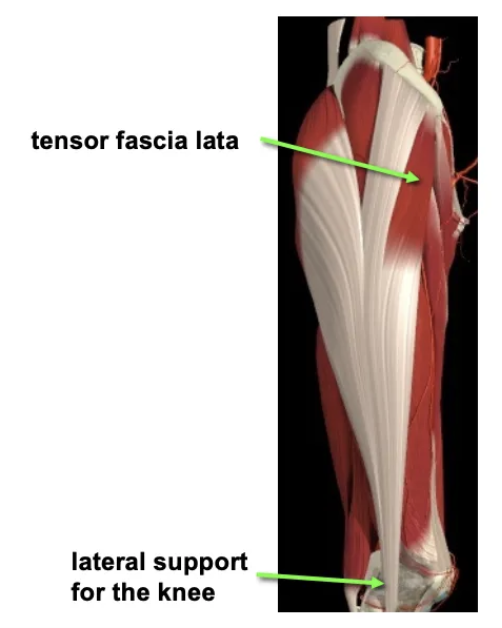 <p>What are the attachments and functions of the tensor fascia lata?</p>