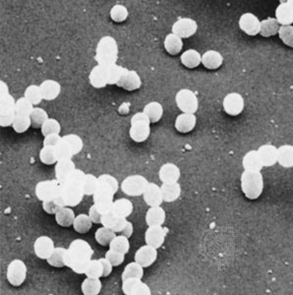 <p>A spherical bacterium</p>