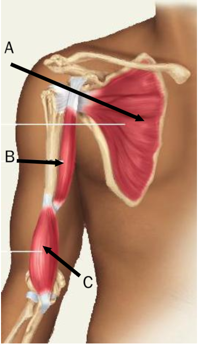 <p>Identify the letter that indicates the coracobrachialis muscle</p>
