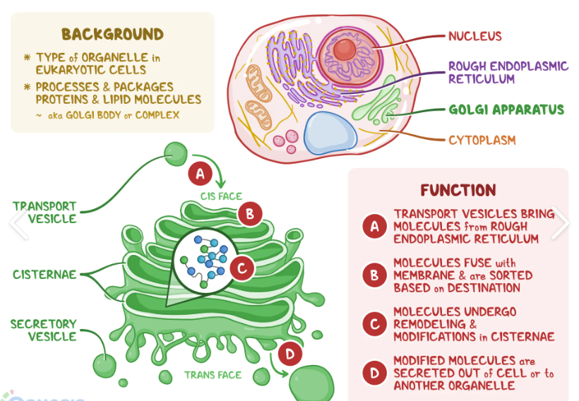<p><span>Golgi apparatus is composed of flattened sacs and it packages the cells products. Why would a cell want to do this? </span></p>
