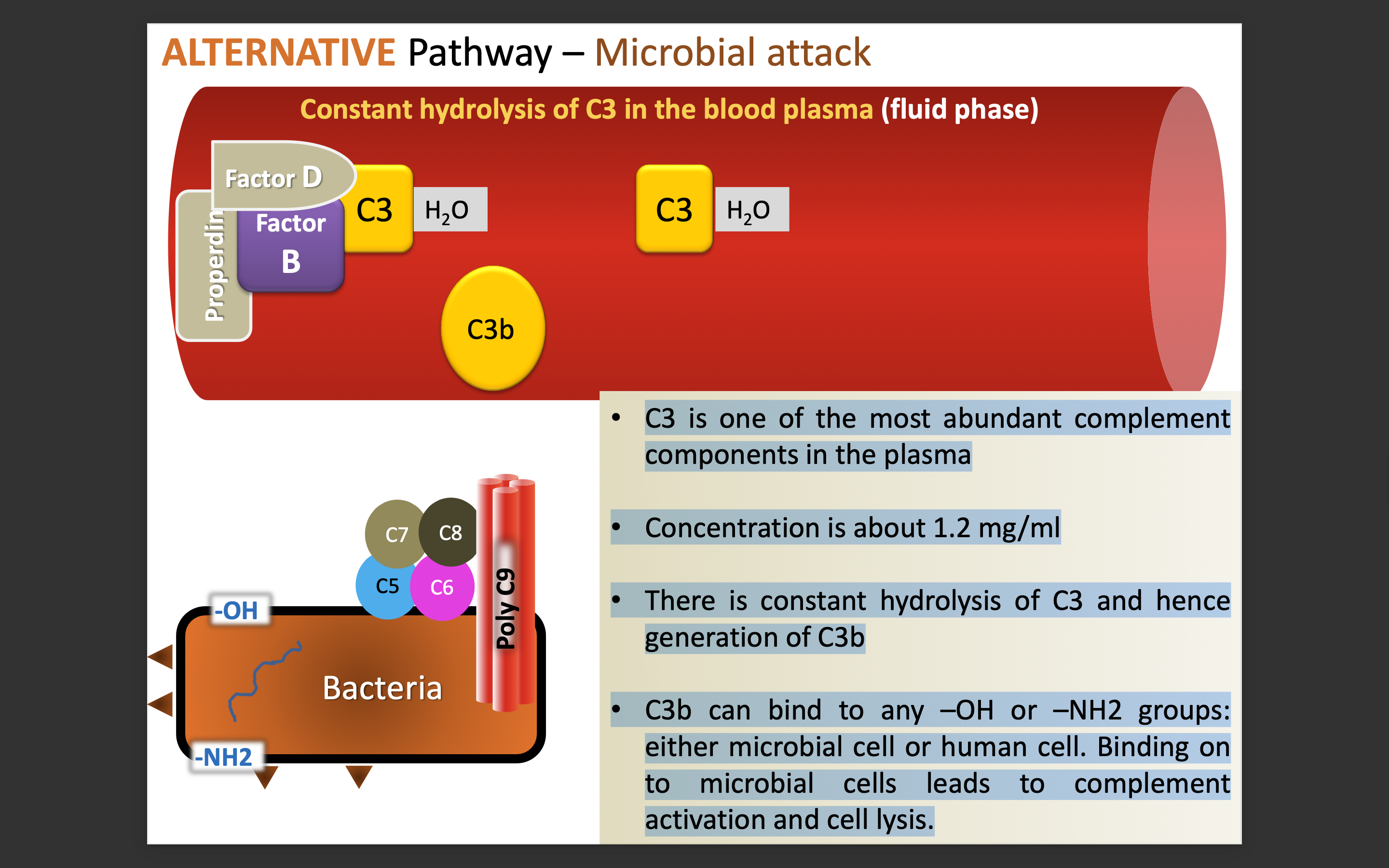<p>The alternative pathway is activated when C3b binds to microbial surfaces, leading to a cascade that enhances opsonization and lysis of pathogens. </p><p>This process bypasses the need for antibodies, directly targeting pathogens for destruction. </p>