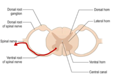 <p>Leaves via the ventral root of the spinal nerve, joins spinal nerve for the level, goes to wherever its effector muscle is </p>