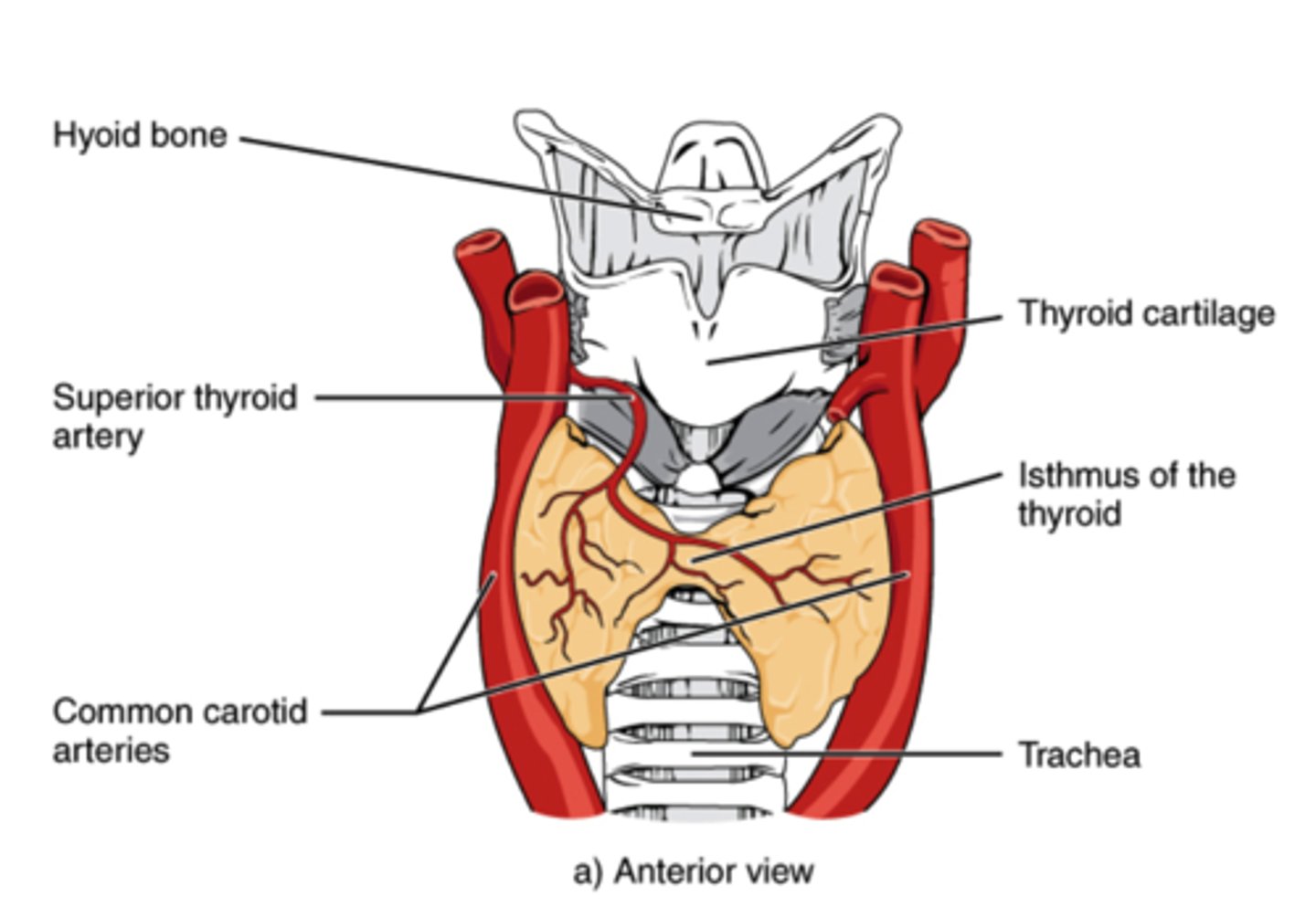 <p>thyroid</p>