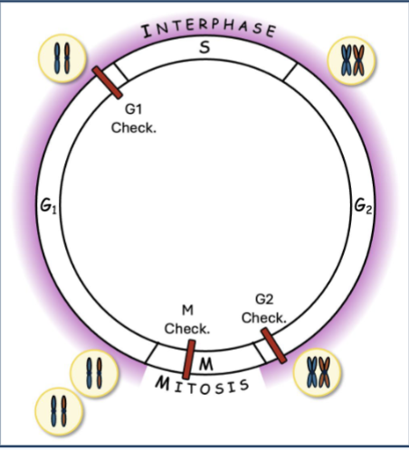 <p>1) Interphase </p><p>A) G1</p><p>B) S</p><p>C) G2</p><p>2) Mitosis - cell actively dividing</p>