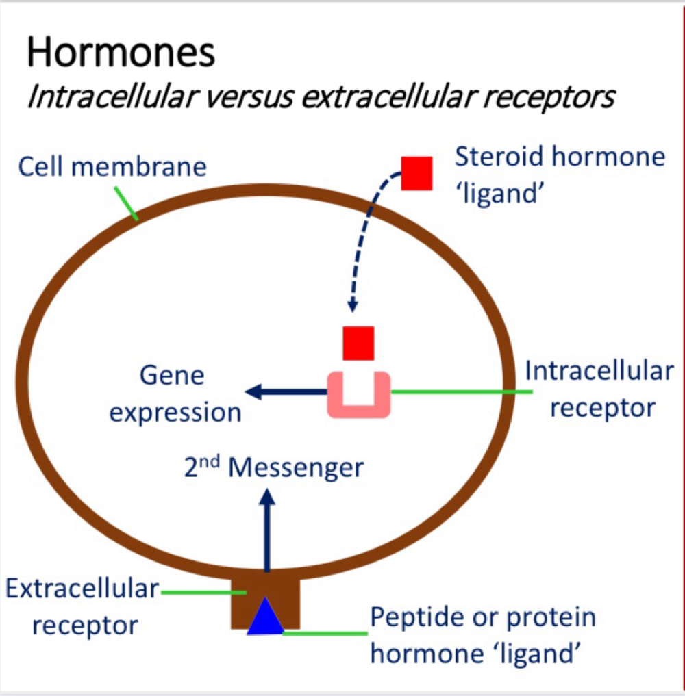 <p>extracellular receptor: Peptide/Protein hormones (lipophobic)</p><p>Intracellular receptor: Steroid hormones (pass through the membrane and lipophilic) </p><p></p>