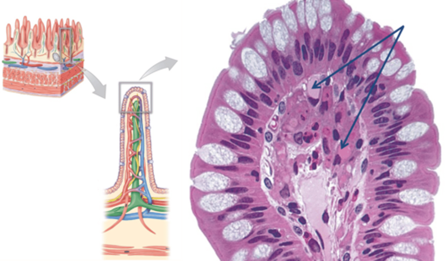 <p>Identify these circulatory structures.</p>