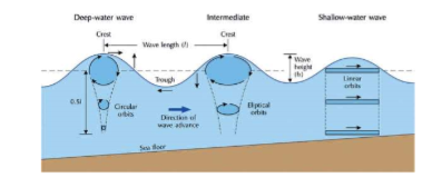 * Undulations formed by wind blowing over a water surface
* Energy transfer from wind to water
* Self-sustaining and propagates beyond the area they first formed
* Orbits larger at surface
* Currents become more elliptical and there is more forward motion closer to shore