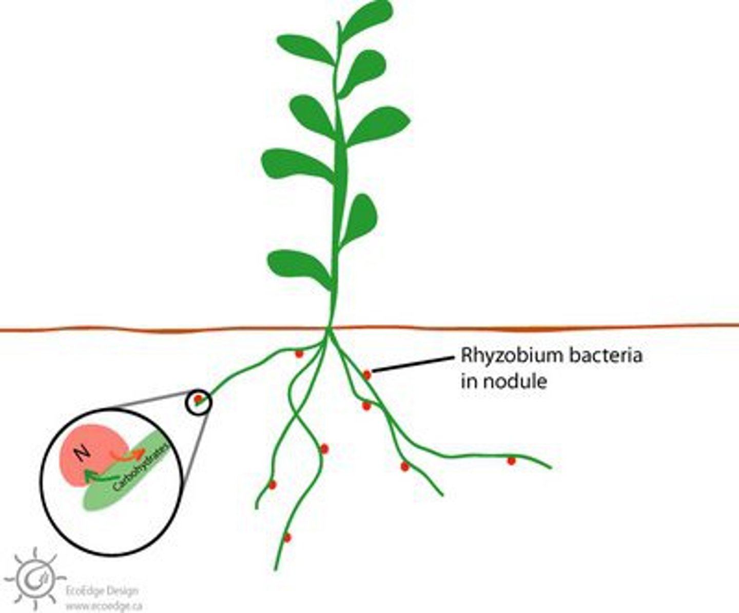 <p>Process of bacteria converting nitrogen gas into ammonia</p><p>Related to: BACTERIA roles, Biogeochemical Cycles</p><p>Roots: Fixation- Making Nitrogen usable for organisms</p>