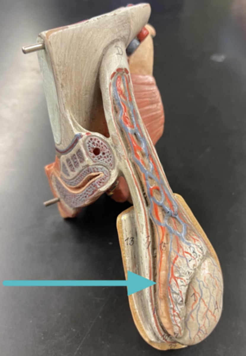<p>The vessel that carries sperm from the testes to the ejaculatory duct</p>