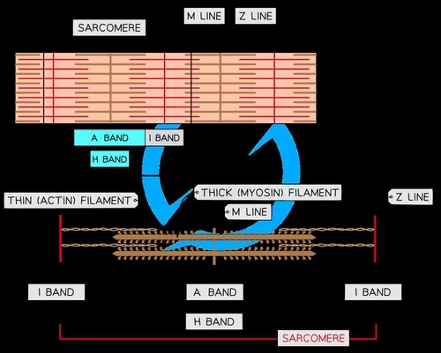 <p>The functional unit of muscles.</p>