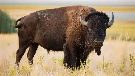 <p><em>Bison bison</em></p>