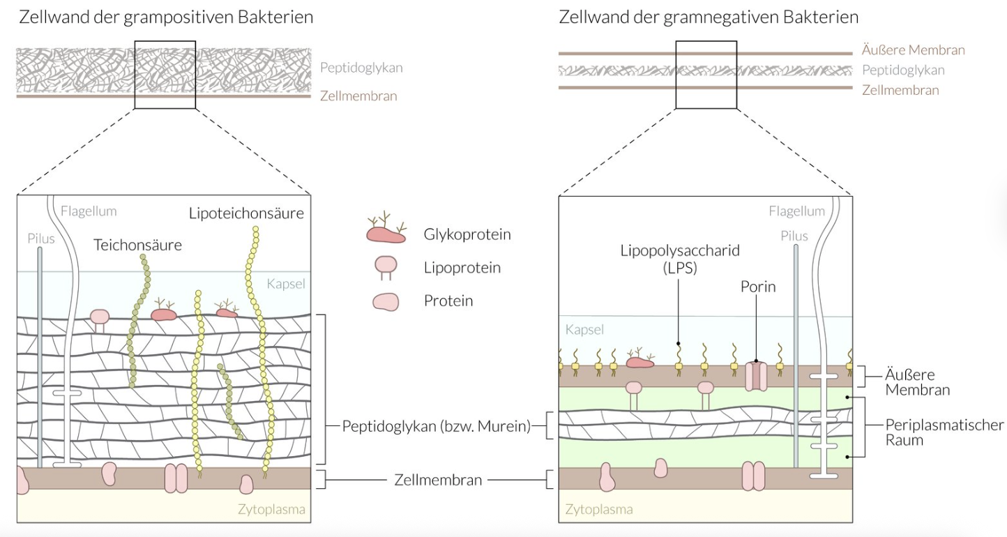 <p>E. Teichoic acid</p>