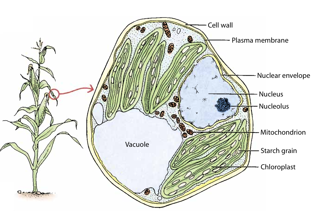 <ul><li><p>Cell wall</p></li><li><p>plasma membrane</p></li><li><p>protoplast (all except the wall) </p></li><li><p>cytoplasm (Liquid in the cell)</p></li><li><p>nucleus</p></li><li><p>organelles</p></li><li><p>vacuole</p></li></ul><p></p>