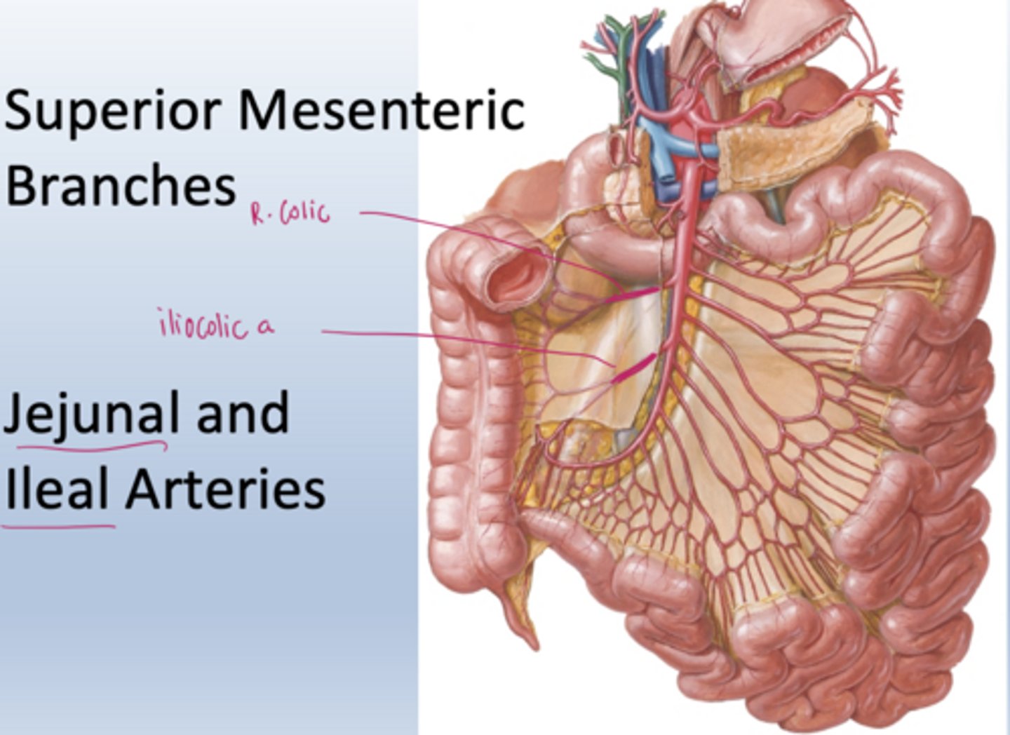<p>Jejunal and ileal arteries from SMA forming arcades and vasa recta.</p>