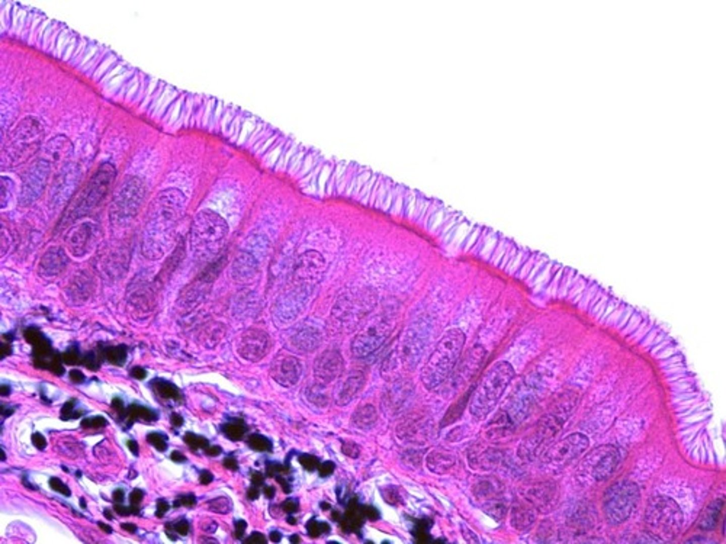 <p>Secretion and propulsion of mucus.</p>