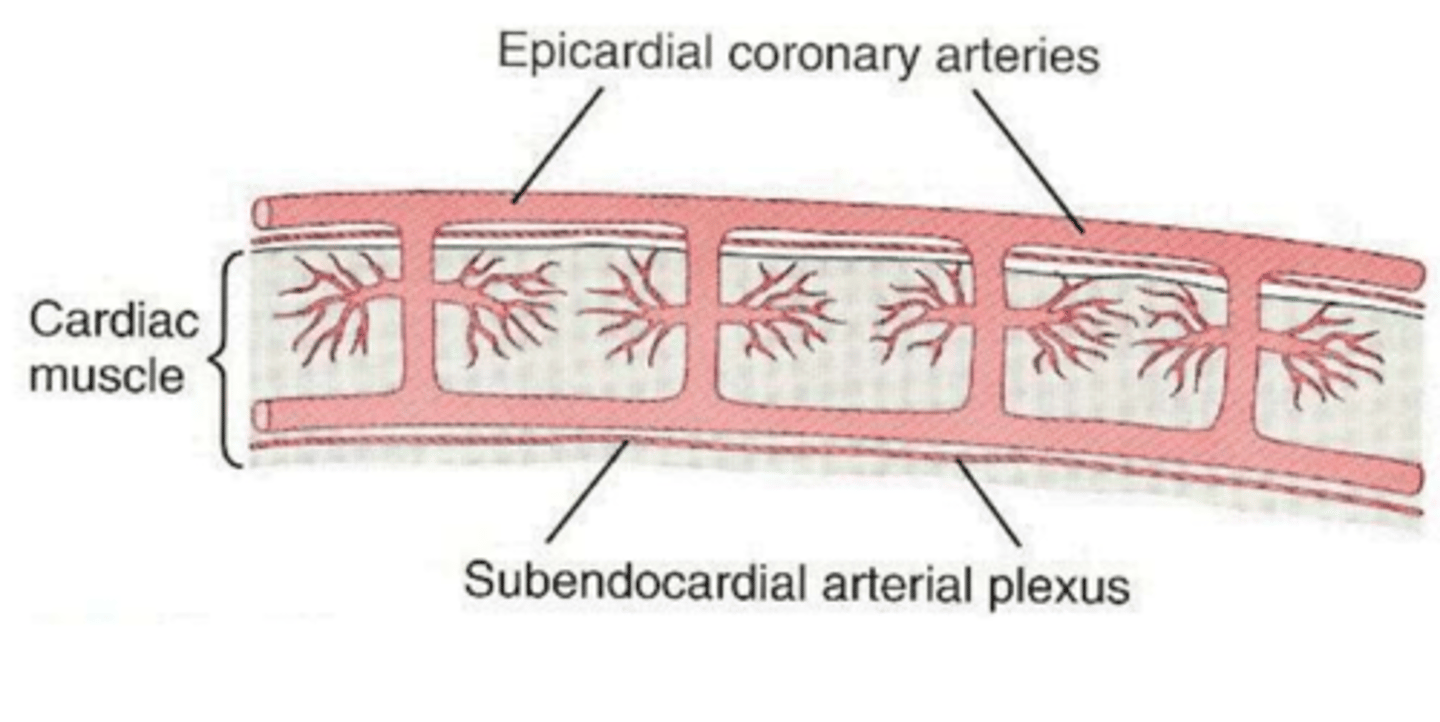 <p>How does systole affect blood flow through the subendocardial plexus of the left ventricle?</p>