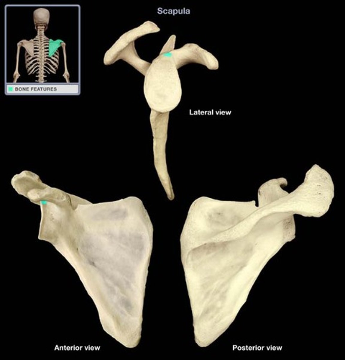 <p>prominence superior to the glenoid cavity</p>