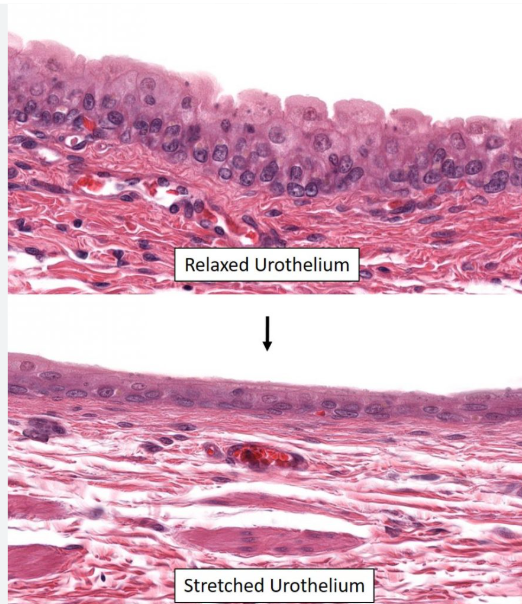 <p>What is the function of transitional epithelium?</p>