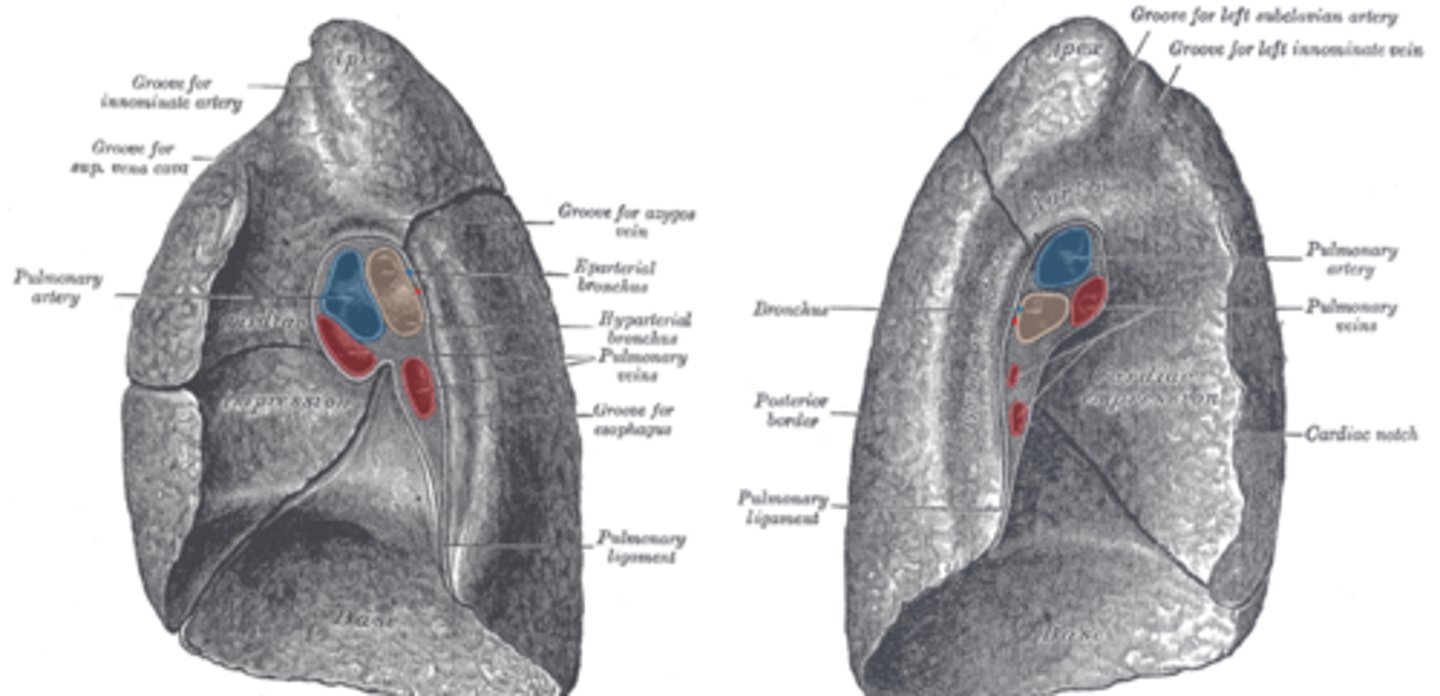 <p>most superior portion of root</p><p>carries deoxygenated blood to lung for gas exchange</p>
