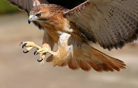 <p>hawk</p>