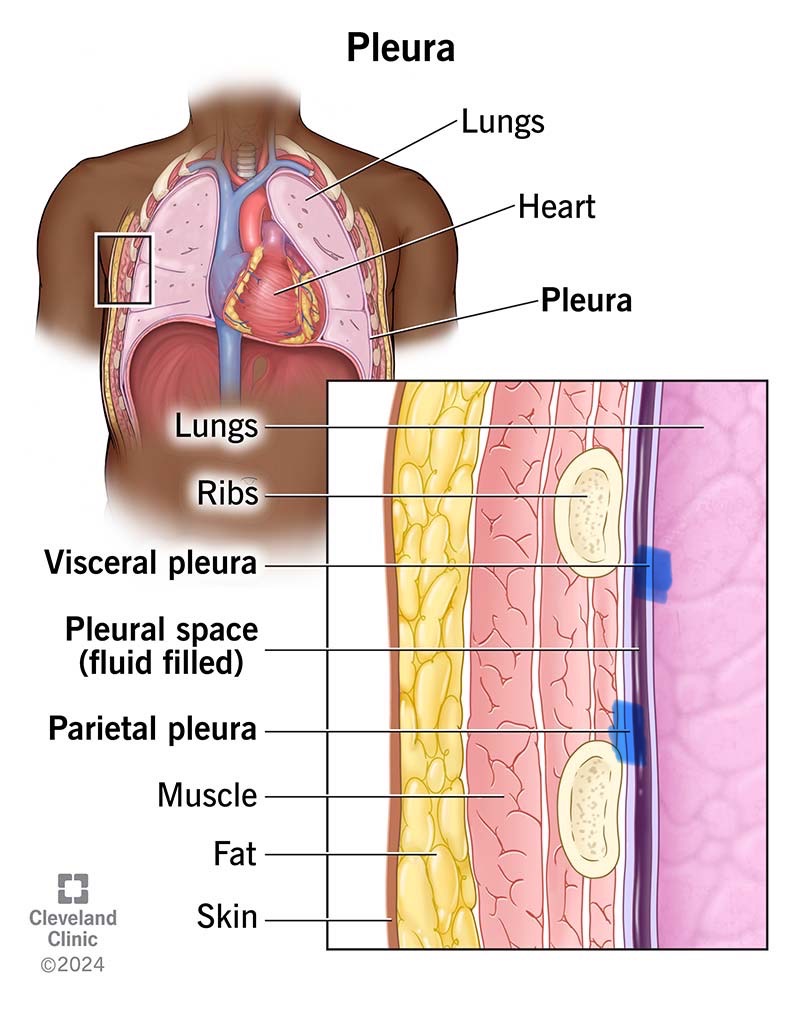<p>Serosa covering the lungs.</p>