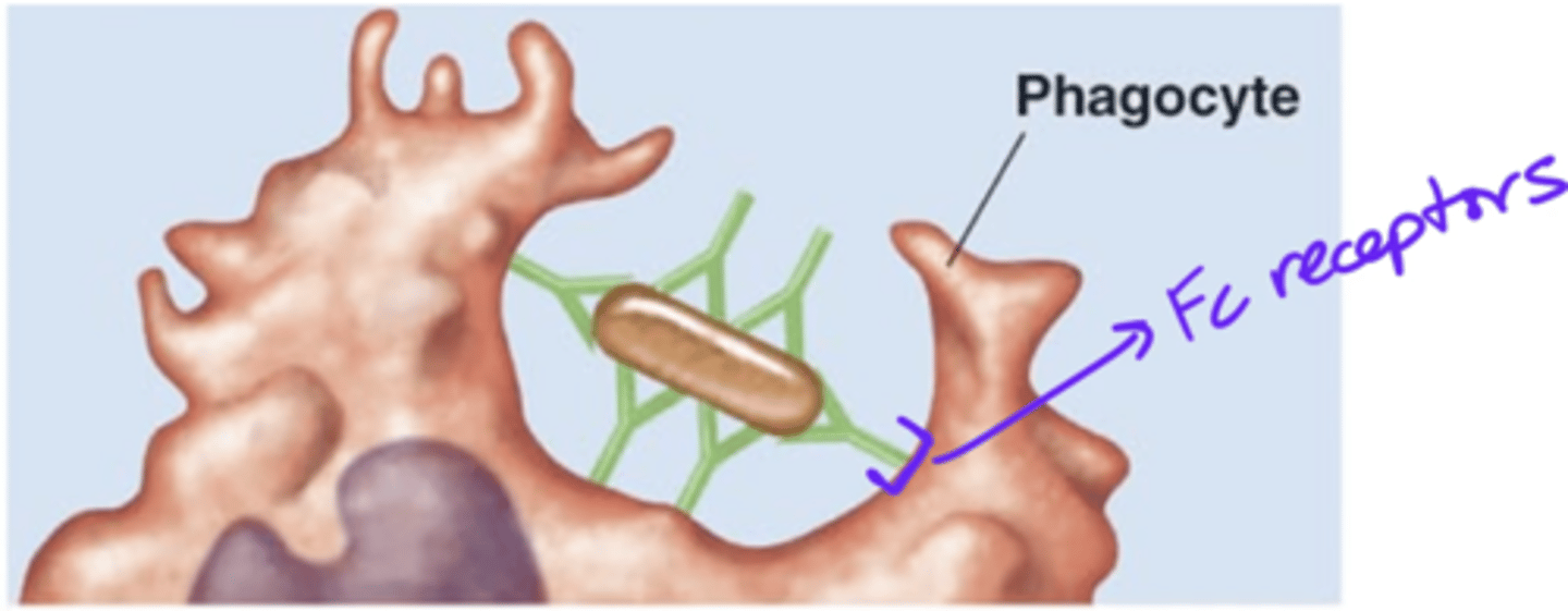 <p>Antibody effects of binding</p><p>- 1 of 5 effects</p><p>- IgGs act as opsonins</p><p>- IgGs' Fc regions bind to phagocyte's Fc receptors</p><p>- Enhances phagocyte's access to pathogen</p>
