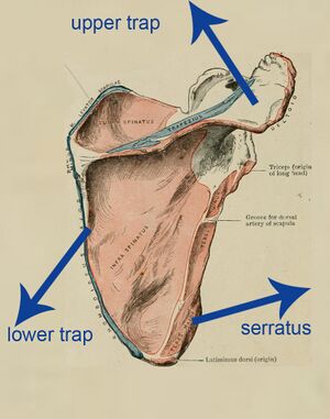 <p>When muscles produce force in different linear directions but produce the same rotary direction.</p>
