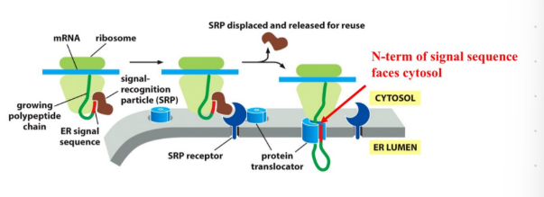 <ul><li><p>Ribosomes begin translation in the cytosol.</p></li><li><p>ER signal emerges, the SRP binds and pauses translation</p></li><li><p>SRP brings the ribosome to the SRP receptor on the ER</p></li><li><p>ribsomeones transferred to the tranlocator</p></li><li><p>SRP leaves and the polypeptide chain is threaded into the lumen via the translocation channel, and translation continues in the ER lumen</p></li><li><p>Signal may be cleaved by signal peptidase.</p></li><li><p>Protein folds with the help of ER chaperones.</p></li><li><p>Post-translational modifications occur:</p><ul><li><p><strong>N-linked glycosylation</strong> (on Asn)</p></li><li><p><strong>Disulfide bond formation</strong> (unique to ER lumen)</p></li></ul></li></ul><p></p>