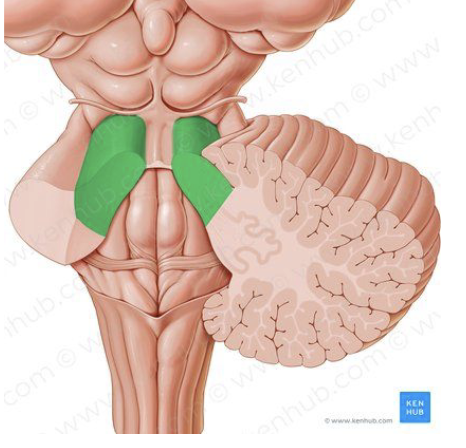 <p>Superior Cerebellar Peduncle</p>