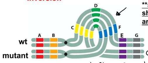 chromosomal segment is turned around 