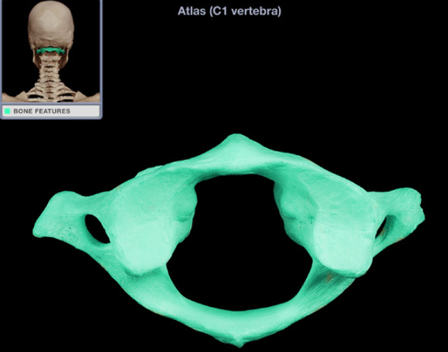 <ul><li><p>Location: Neck, Between occipital bone and axis (C2 vertebra)</p></li><li><p>Description: Ring-shaped vertebra, Characteristic features include transverse foramen, Lacks vertebral body, spinous process, or lamina</p></li><li><p>Also known as: C1 vertebra</p></li></ul><p></p>
