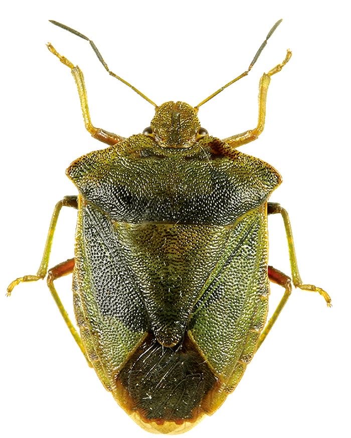 <p>Stinkbug</p>