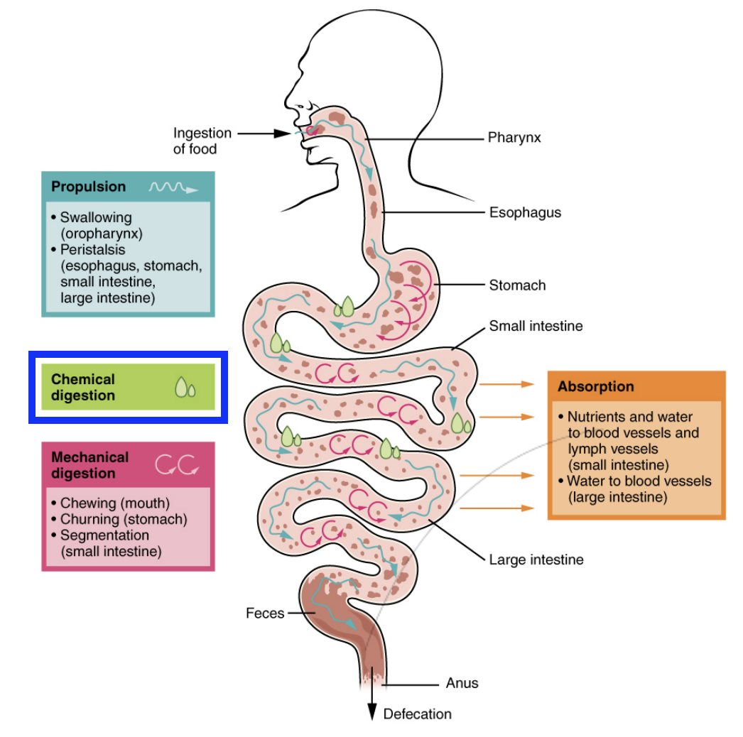 <ul><li><p>Saliva - Salivary amylase</p></li><li><p>Stomach acid - Hydrocholric acid</p></li><li><p>Liver/gallbladder - Bile</p></li><li><p>Pancereas - Pancreatic juice</p></li></ul><p>All chemicals contribute to the water present in the digestive system and breakdown of food/bolus/chyme</p><p></p>