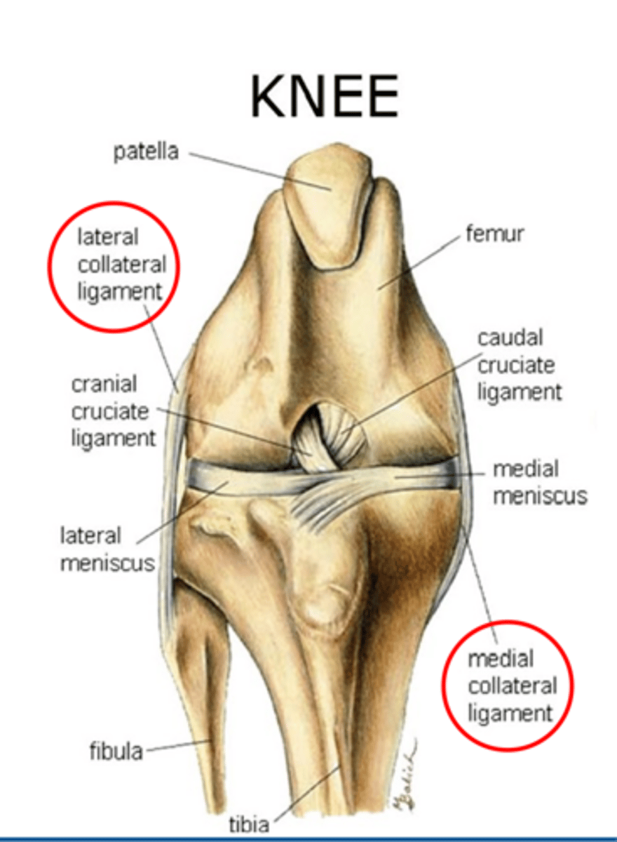 <p>the stifle is (extended/flexed) to examine for collateral injury during PE</p>