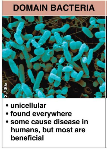 <ul><li><p>unicellular</p></li><li><p>found everywhere</p></li><li><p>some cause disease in humans, but most are beneficial</p></li></ul><p></p>