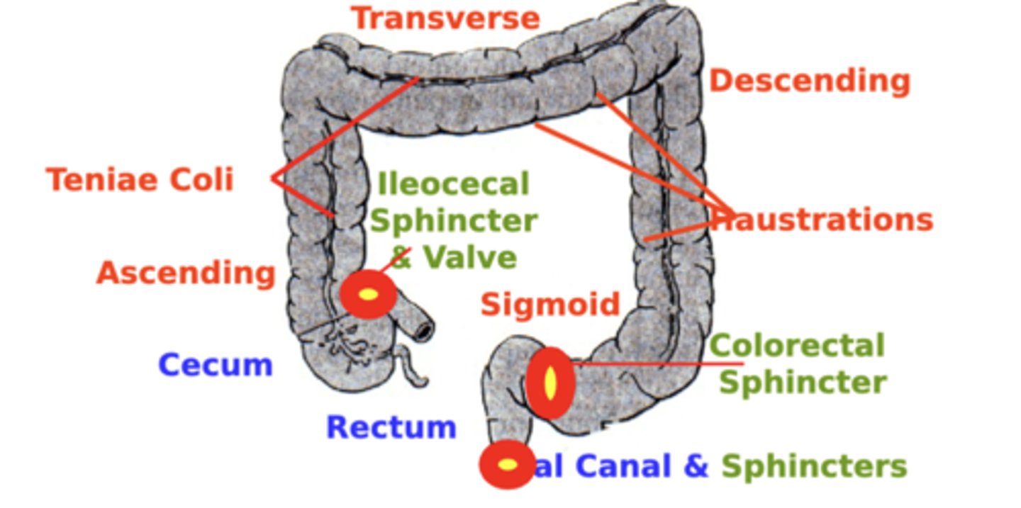 <p>from orad → caudad:</p><p>- Cecum</p><p>- Ascending</p><p>- Transverse</p><p>- Descending</p><p>- Sigmoid Colon</p><p>- Rectum</p><p>- Anal Canal</p>