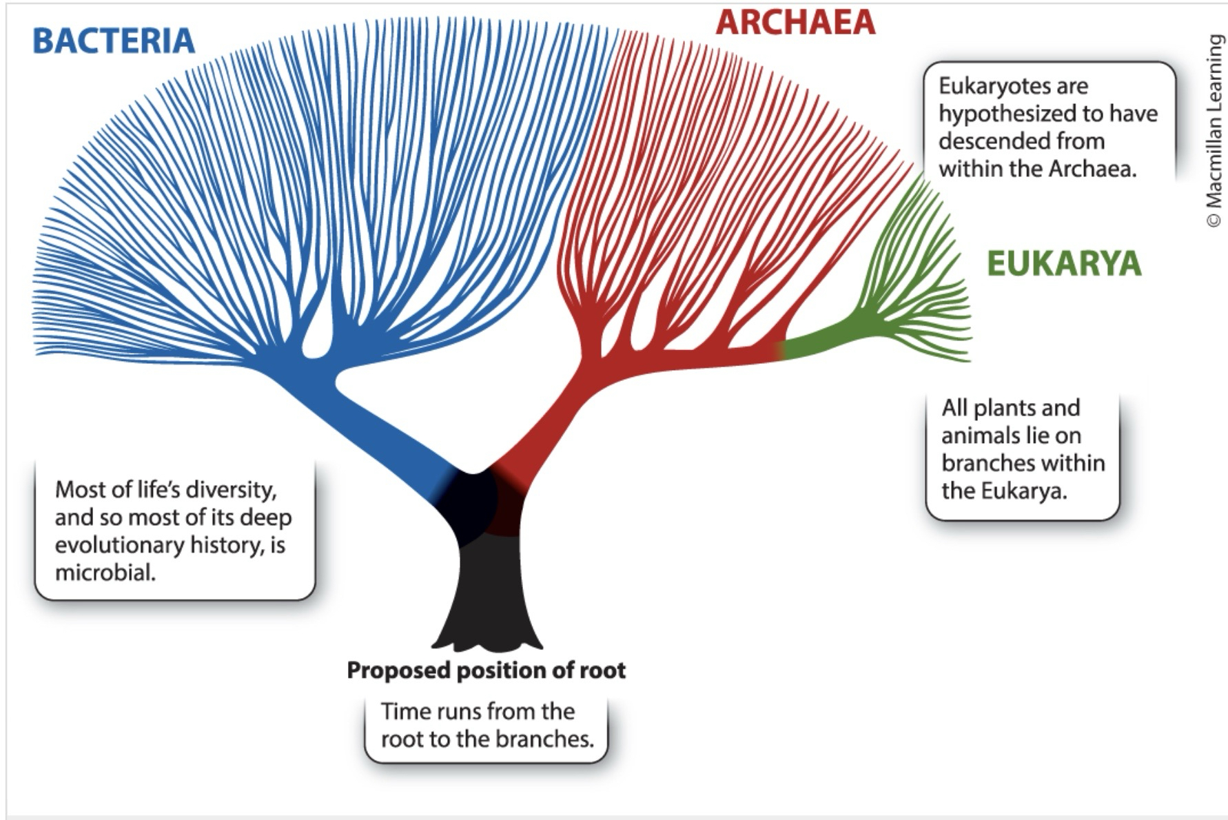 <p>full set of evolutionary relationships</p>