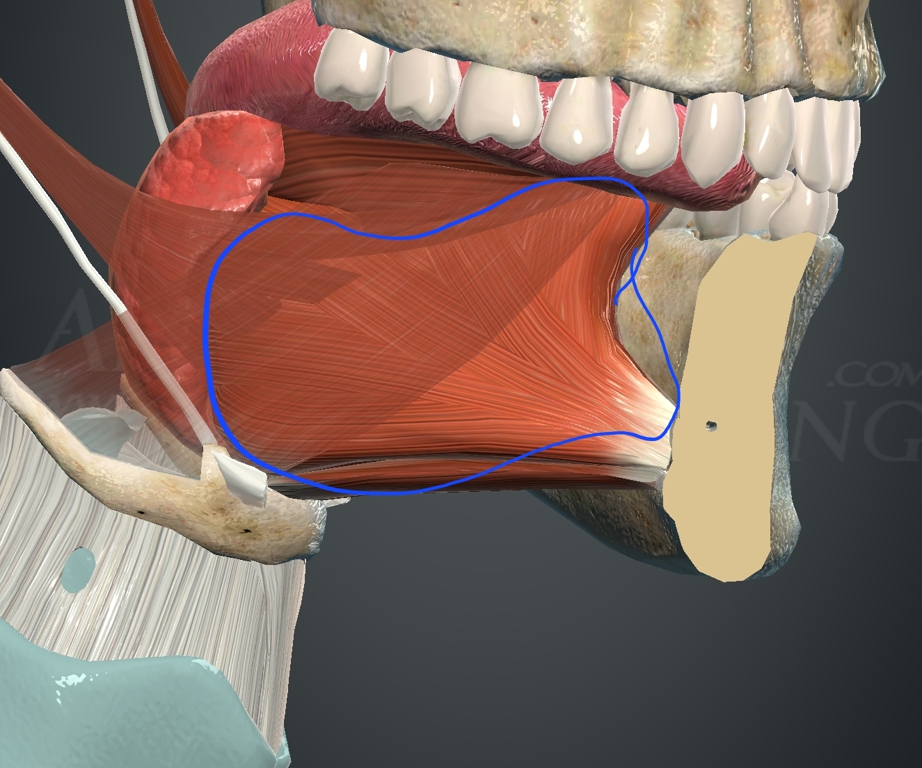 <p>What muscle is this?</p>