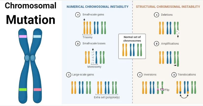 <p><span style="color: #df95ff"><strong>Chromosomal mutations</strong></span><span> are </span><span style="color: #de60fb"><strong>large-scale</strong></span><span><strong> changes</strong> to the DNA code that affect </span><span style="color: #eeb0ff"><strong>whole chromosomes or large chunks of them</strong></span><span>, rather than just a single letter.</span></p>