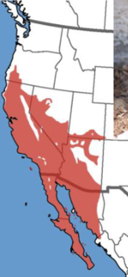 <p>Who’s range map?</p>