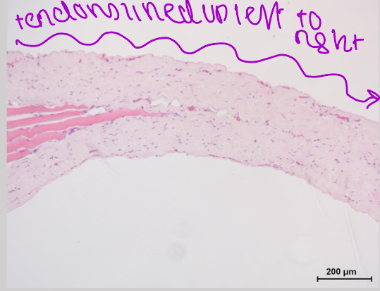 <p>what are some features of tendons?</p>